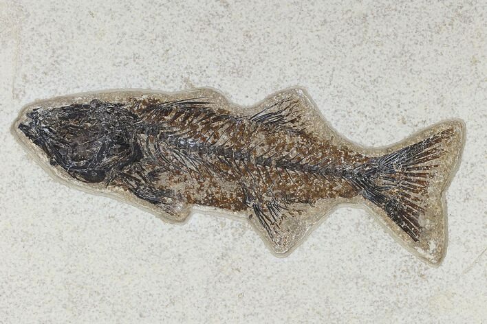 Fossil Fish (Mioplosus) - Inch Layer, Green River Formation #117138